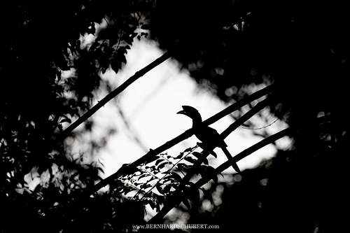 Anthracoceros albirostris - Oriental pied hornbill
