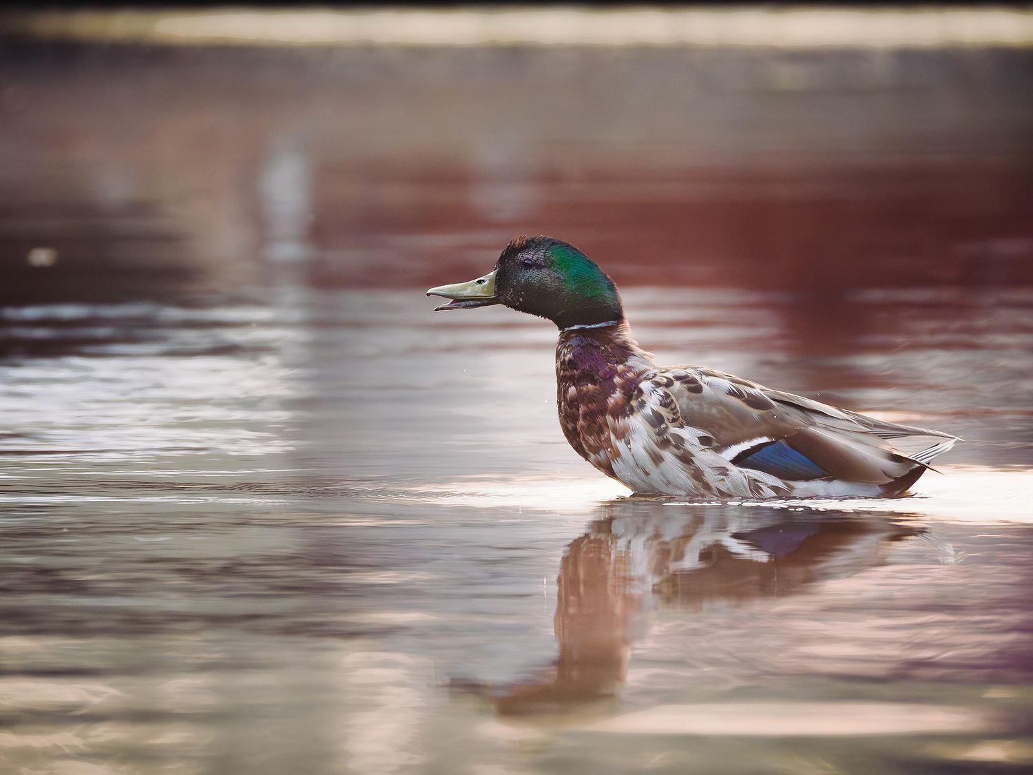 Waterfowl Gallery by Peter Weymouth Nature Photography