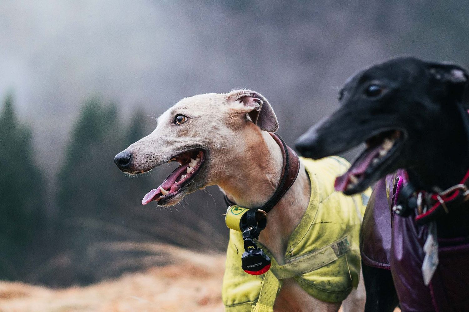 Elm Imagery Wedding Photography