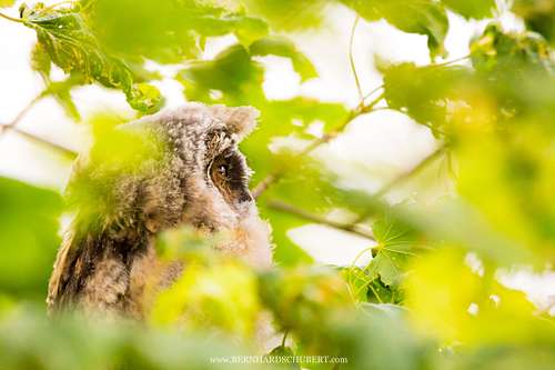 Asio otus - Waldohreule