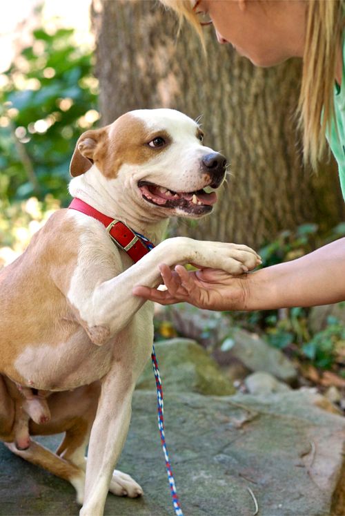 WAITING FOR ADOPTION