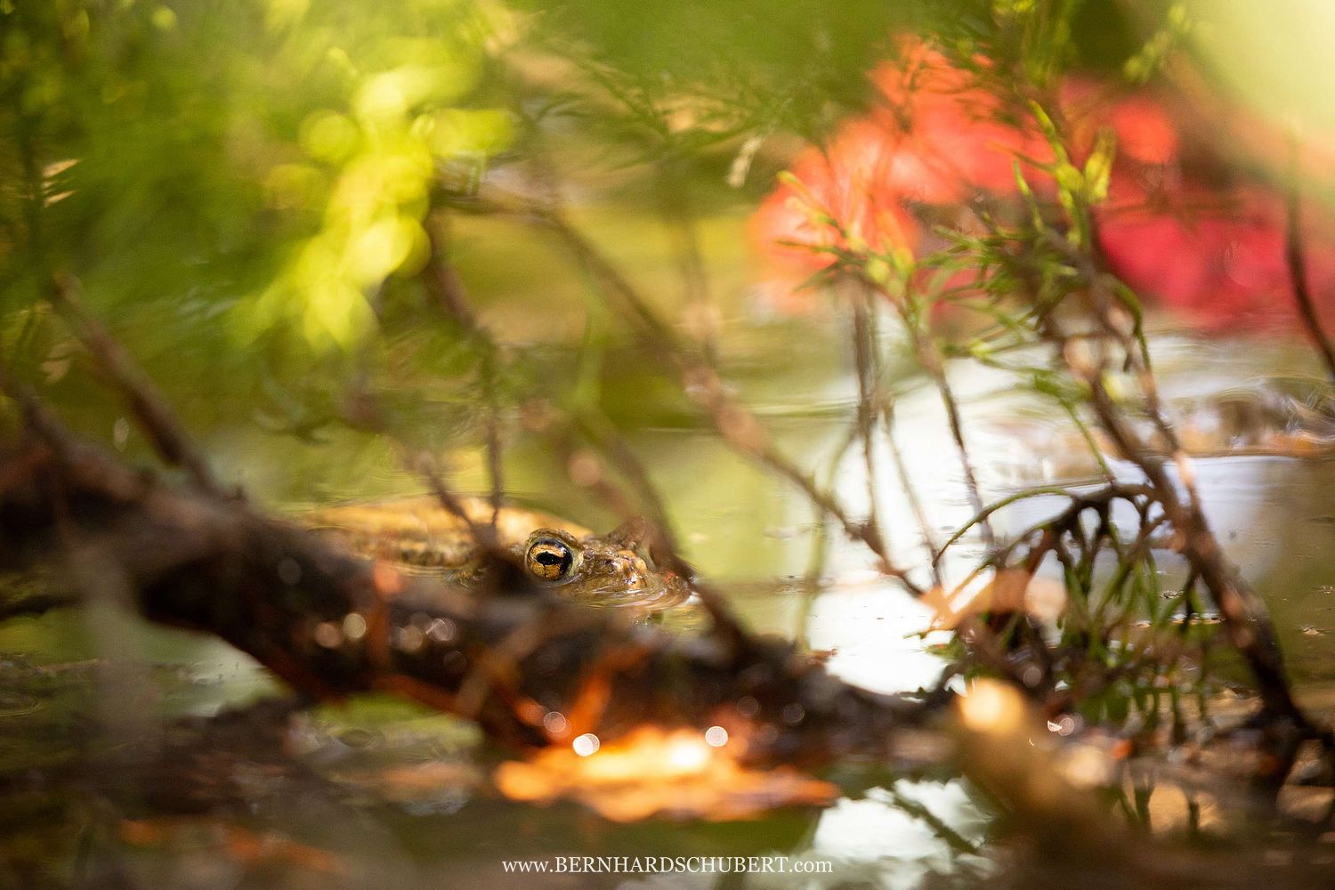 Bufo bufo - Common toad