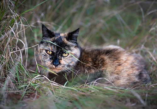Katze Bambi im Garten