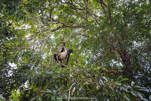 Ateles geoffroyi - Geoffroy's spider monkey