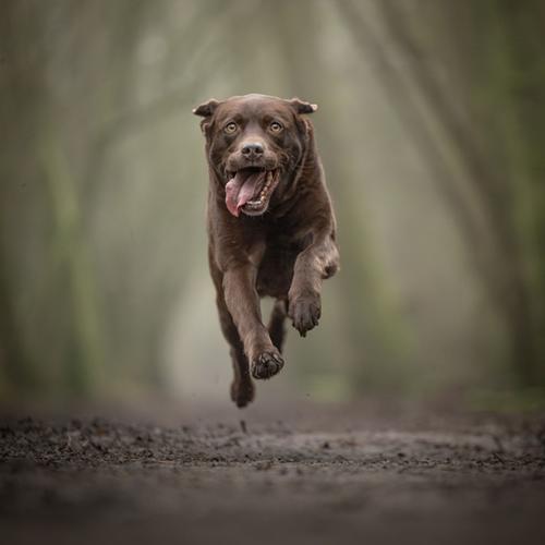 Hondenfotografie Purmerend