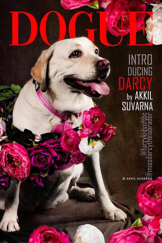 Pet photography: Portrait of Darcy the Labrador by pet Photographer Akkil Suvarna