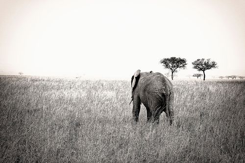 Eléphant en Tanzanie