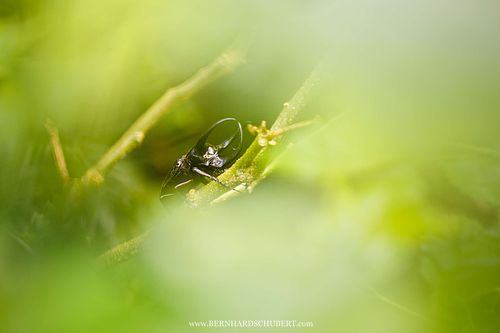 Chalcosoma chiron kirbyi - Chiron beetle