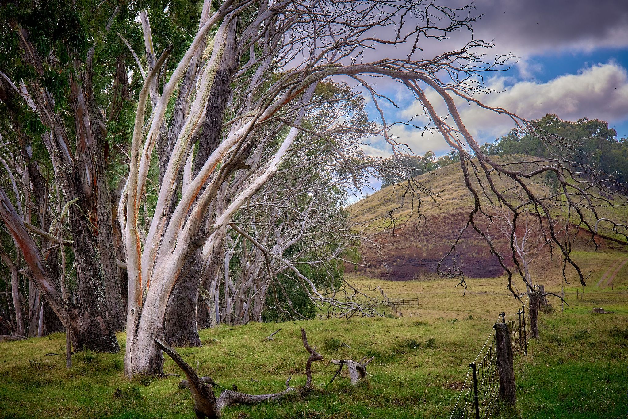Windbreak on Old Saddle Road - Hawaii
