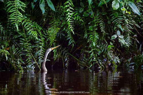 Anhinga melanogaster - Oriental darter