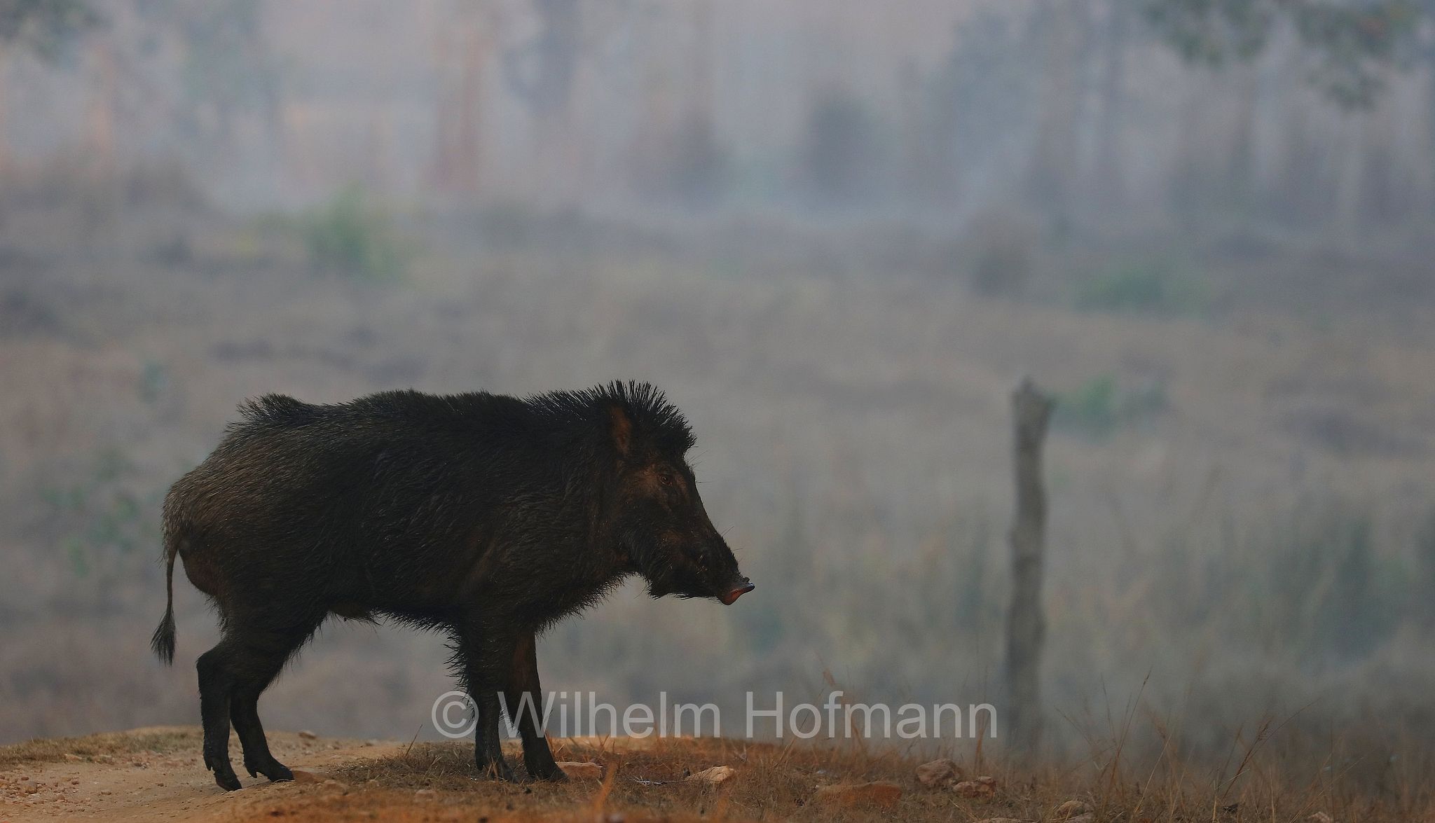 Indian boar, Moupin pig, Indisches Wildschwein, cinghiale indiano, Sus scrofa cristatus, Kanha National Park, Kanha-Nationalpark, parco nazionale di Kanha, Madhya Pradesh, India, Indien
