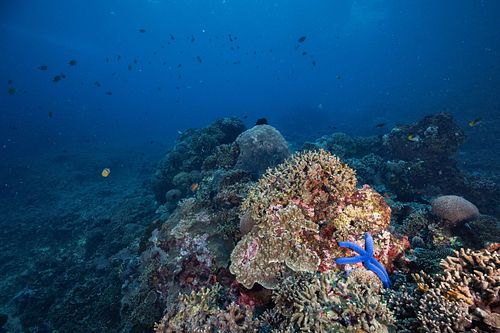 Linckia laevigata - Blue Linckia seastar