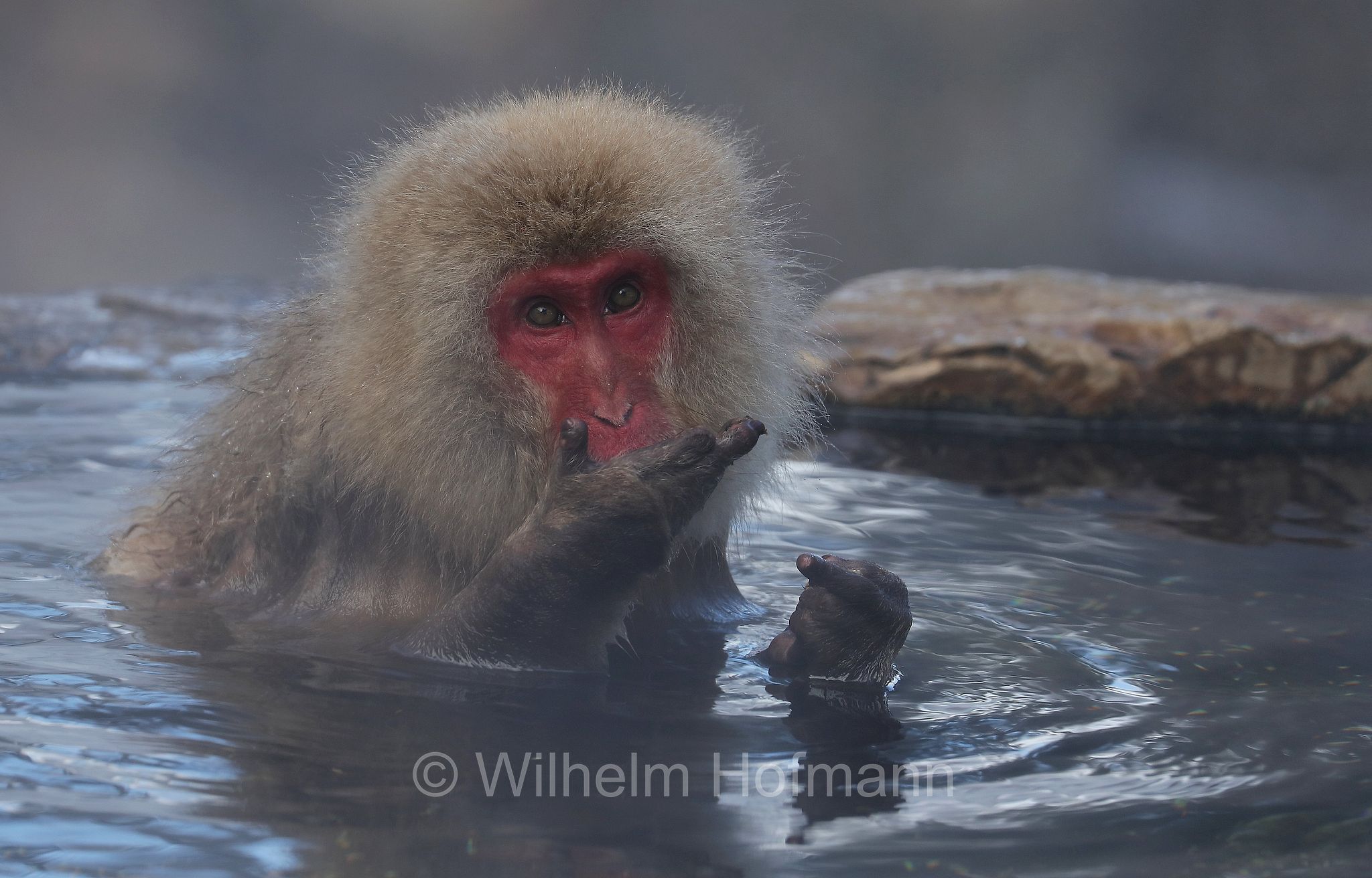 Japanese macaque, snow monkey, Nihonzaru, Japanmakak, Schneeaffe, Rotgesichtsmakake, macaco giapponese, macaco dalla faccia rossa, Macaca fuscata, Jigokudani Monkey Park, Jigokudani Yaen Kōen, Parco delle scimmie di Jigokudani, Nagano, Japan, Giappone