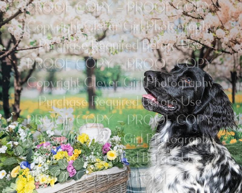 Scottish Gun Dog Show - Portrait Photos