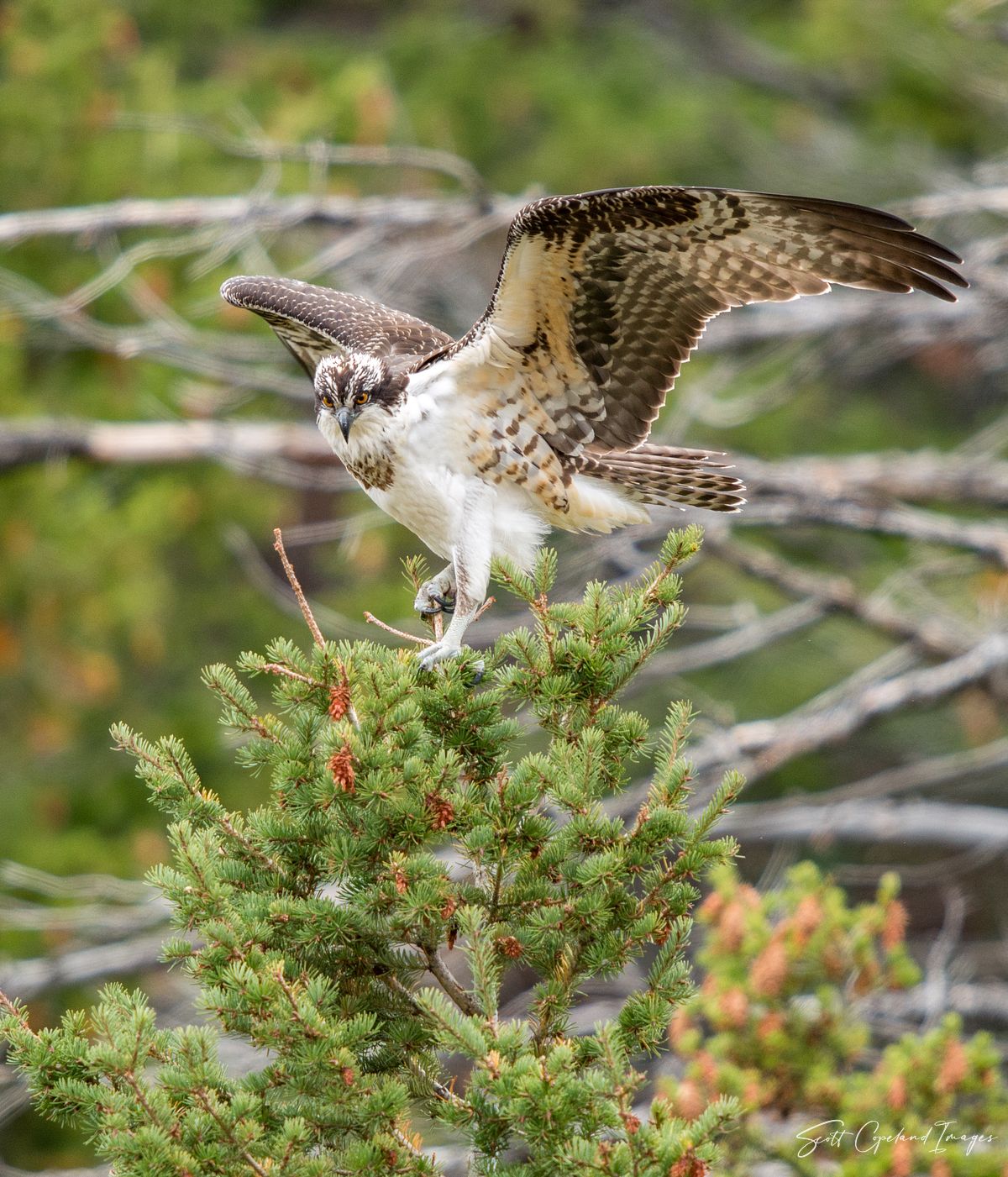 Osprey Perched