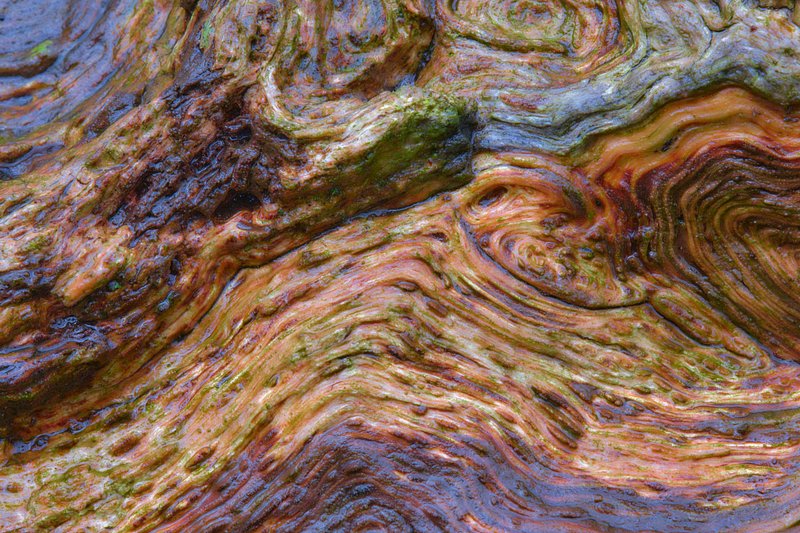 Abstracte natuurfotografie (4 juli 2026)