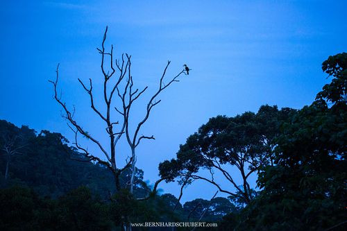 Buceros bicornis – Doppelhornvogel