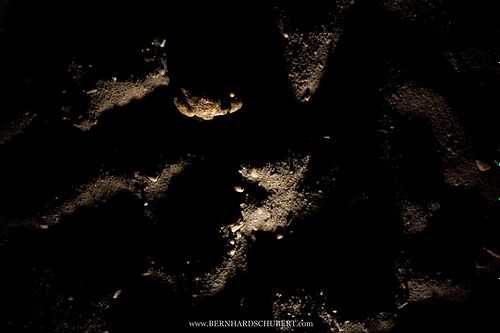 Pelobates fuscus - Common Spadefoot