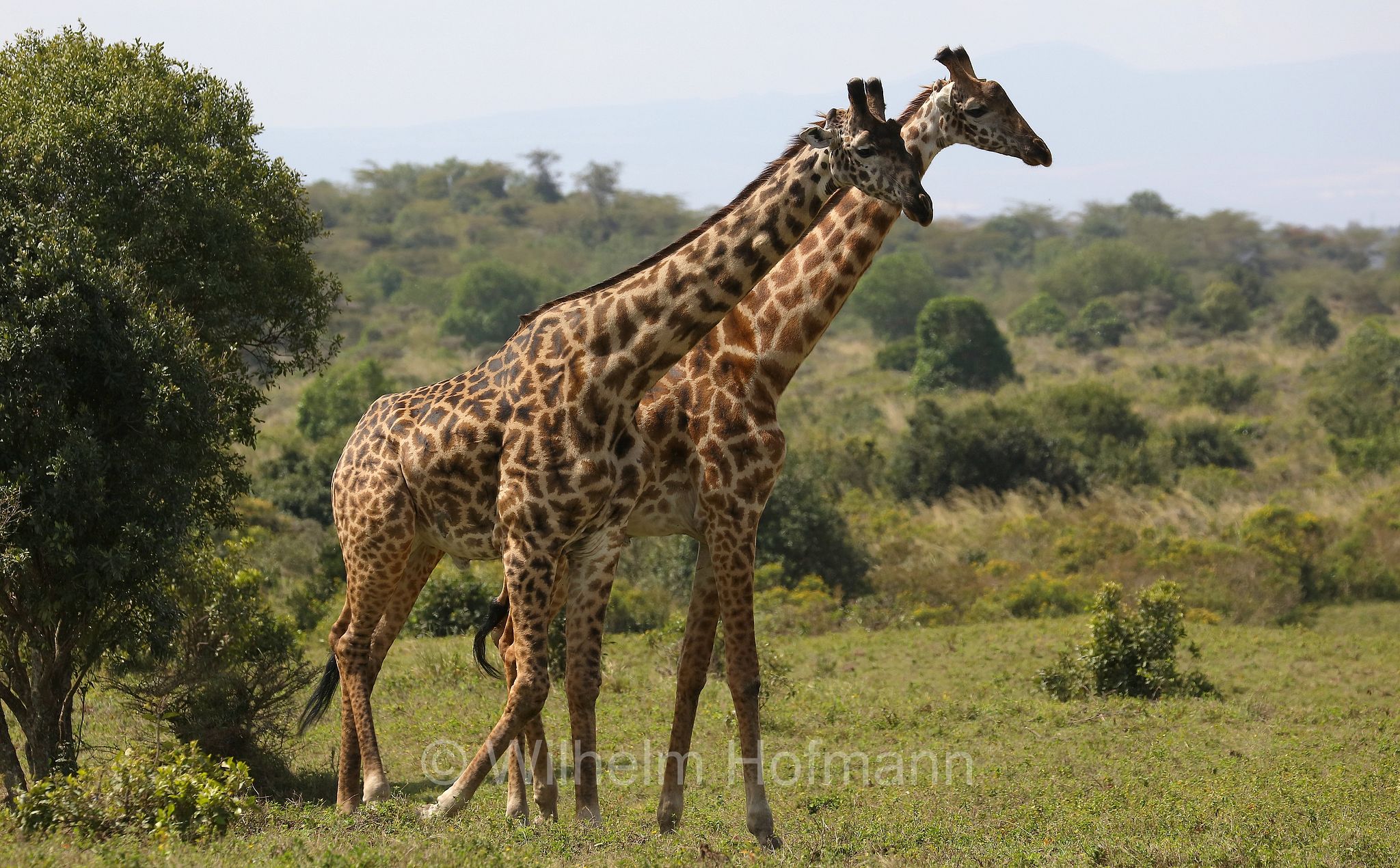 Masai giraffe, Maasai giraffe, Kilimanjaro giraffe, Massai-Giraffe, giraffa masai, giraffa Maasai, giraffa del Kilimangiaro﻿, Tansania, Tanzania, Arusha National Park, Arusha-Nationalpark, parco nazionale di Arusha