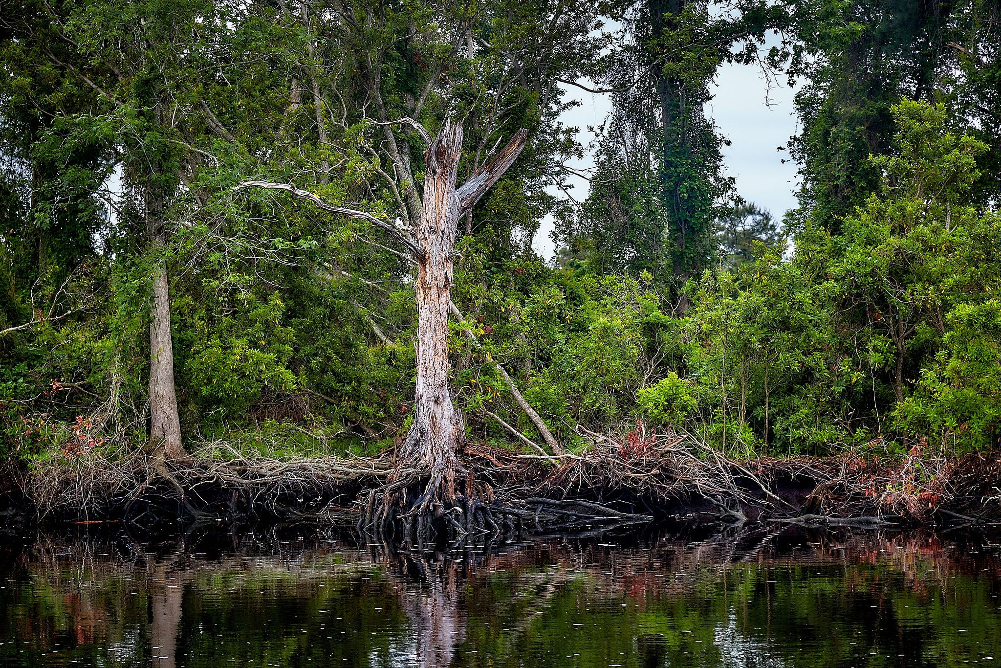 Cruising the Dismal Swamp Canal - North Carolina