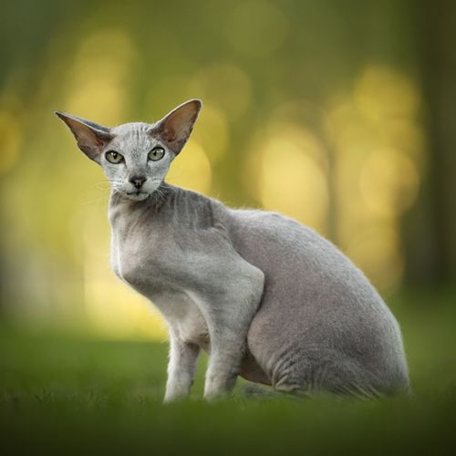 Een fotoshoot met je kat