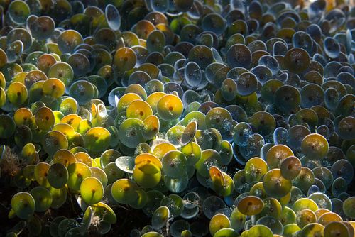 Acetabularia acetabulum - Schirmalge