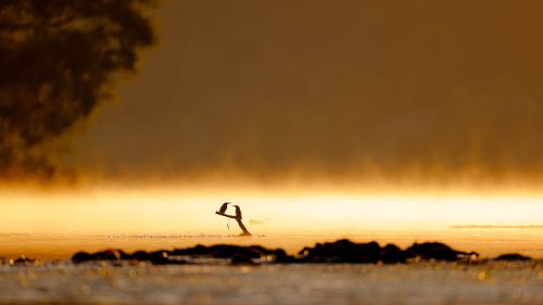 Tirage faune sauvage