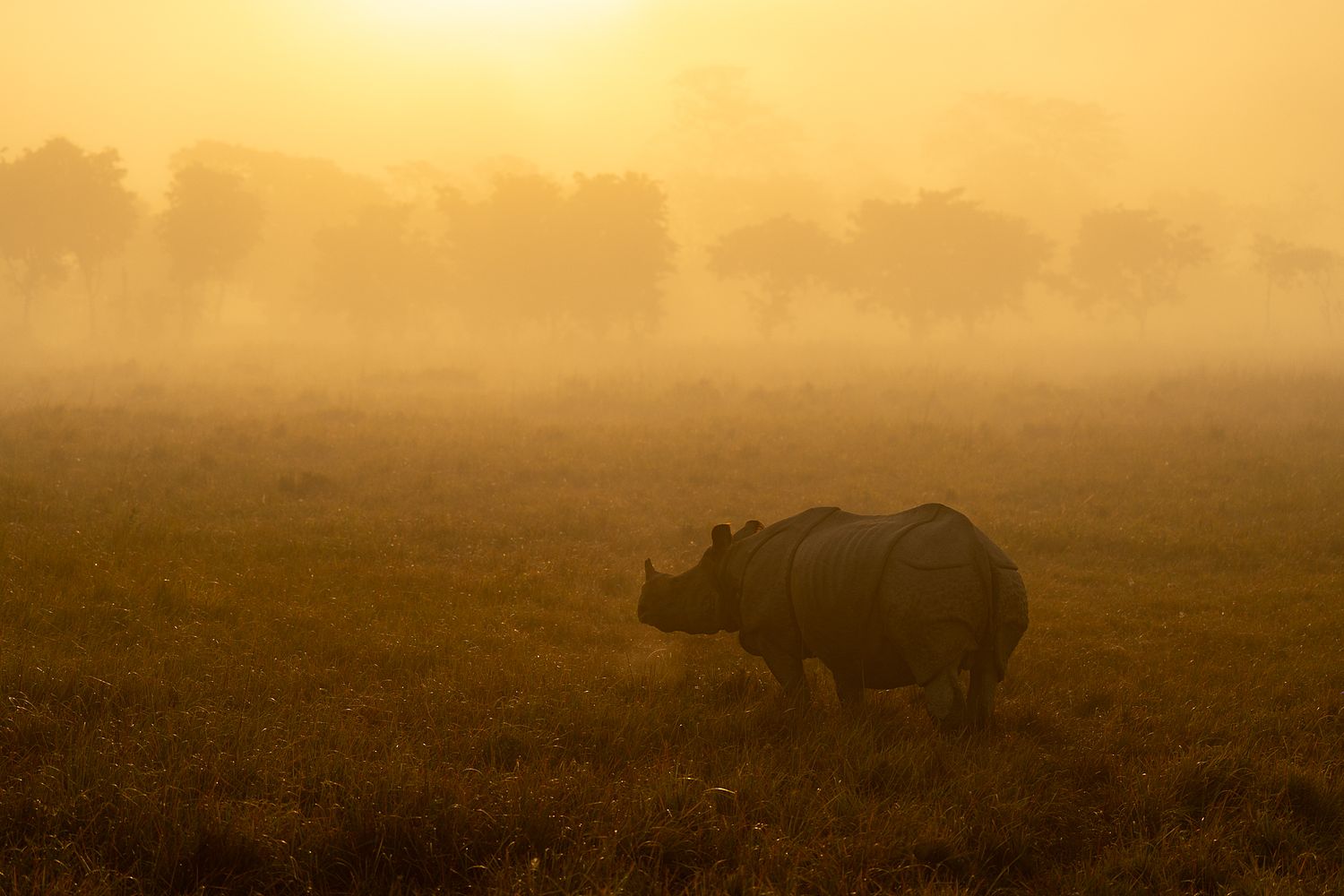 Animals in Their Environment – Wildlife Photography | Sudhir Shivaram