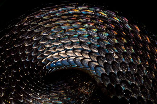 Vipera berus – Europäische Kreuzotter