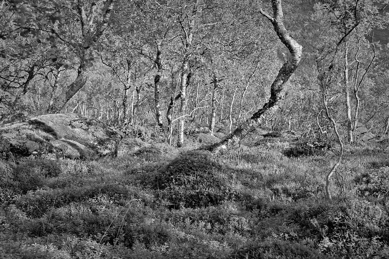 The Norwegian Arctic