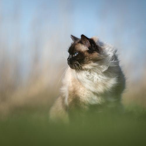 KATTEN