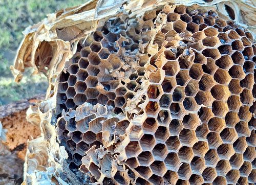 P&ouml;&ouml;ningul m&auml;rgatud vapsiku pesitsemis paik.