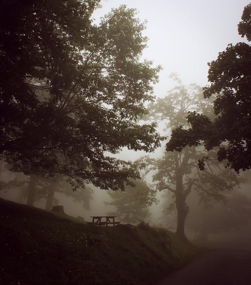 Photographie d’art d’un sous-bois dans la brume, lumière diffuse.