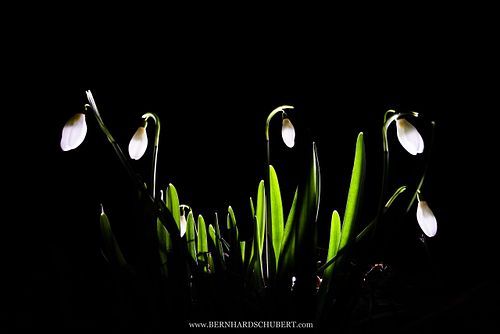 Galanthus nivalis – Schneeglöckchen