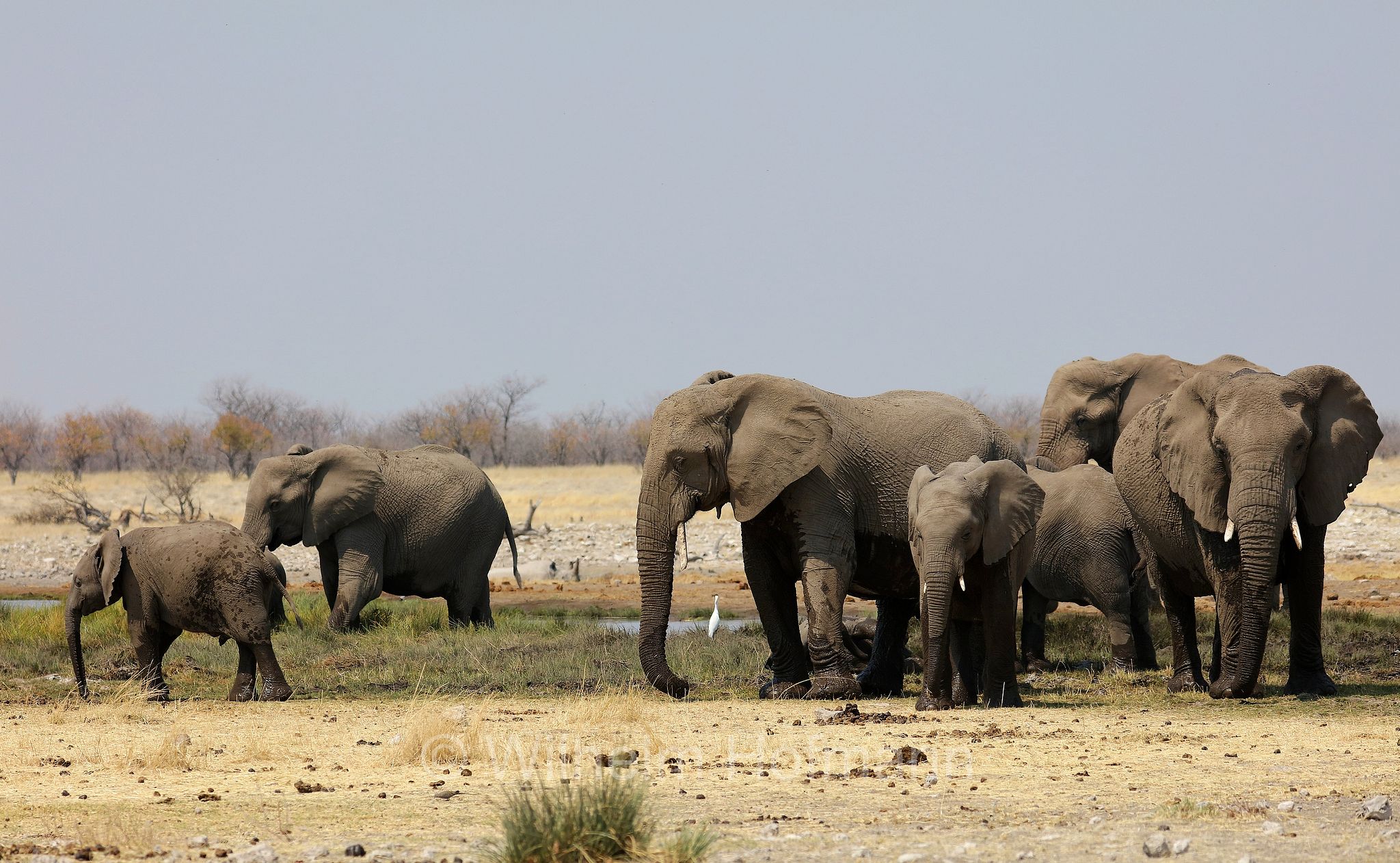 African bush elephant, African savanna elephant, Afrikanischer Elefant, Afrikanischer Buschelefant, Afrikanischer Savannenelefant, Afrikanischer Steppenelefant, elefanto africano, elefanto africano di savana, Etosha-Nationalpark, Etosha National Park, parco nazionale d'Etosha, Namibia