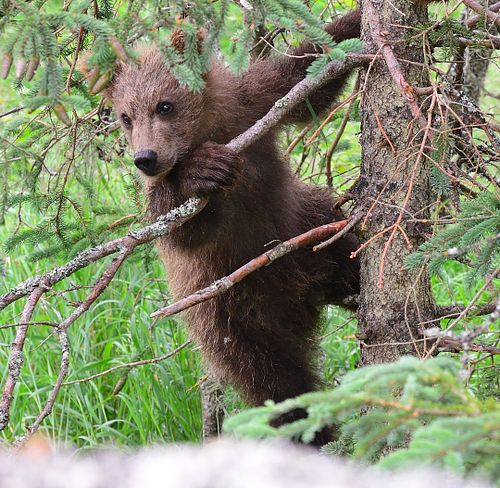 Best place for bear photography workshop & tour in the US.  Located in Katmai National Park, Brooks Camp, Brooks Falls, & Kodiak, Alaska, United States.