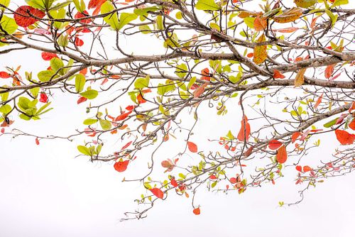 Terminalia catappa - Country almond