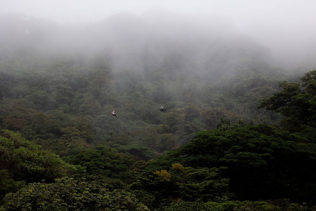 Personer som &aring;ker zipline &ouml;ver gr&ouml;n molnskog i dimma, med t&auml;t vegetation och mjuk bakgrund.