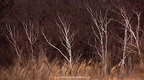 Betula pendula - Silver birch