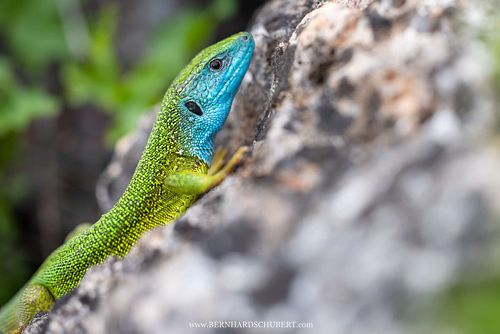 Lacerta viridis - European Green Lizard