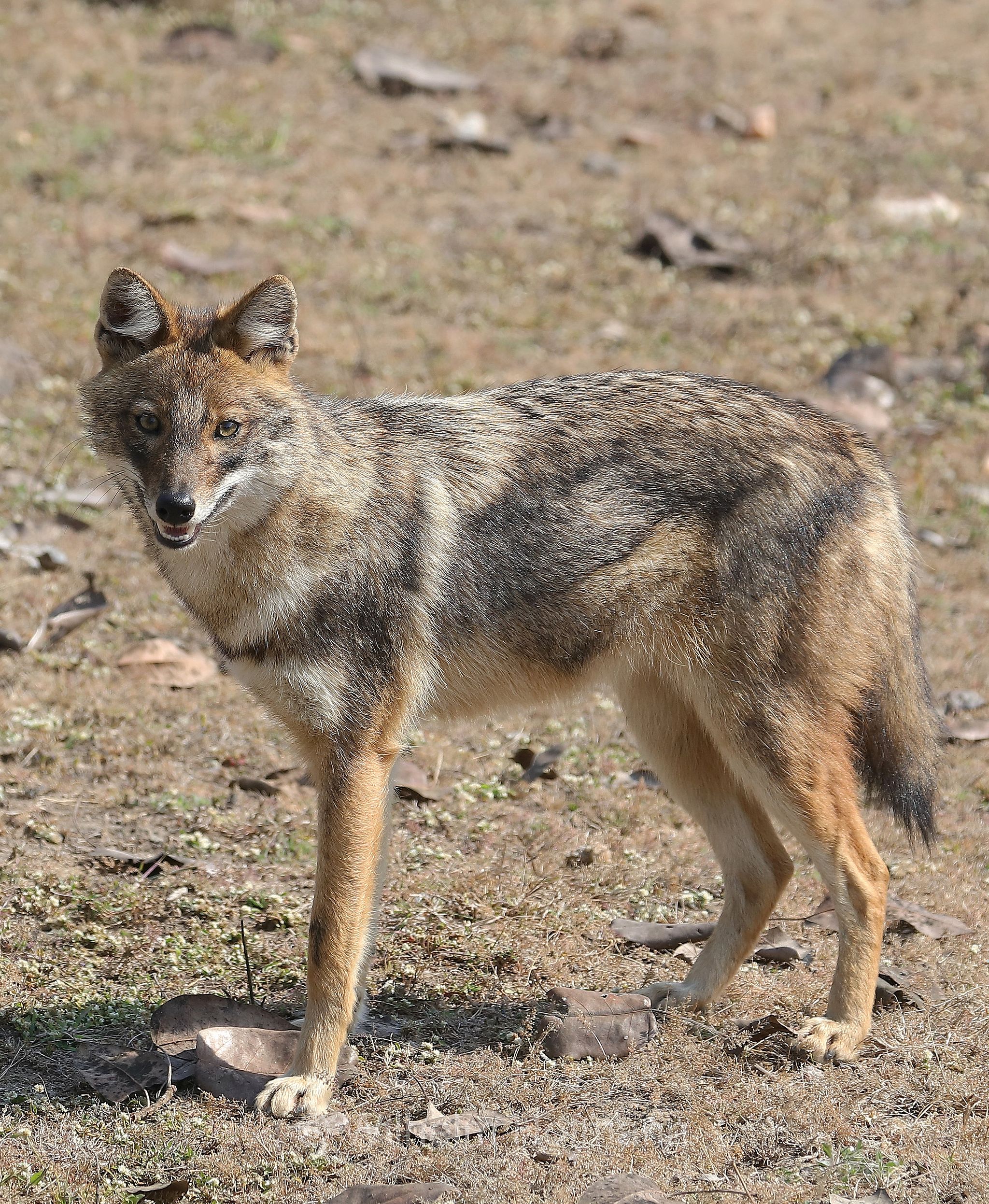 golden jackal, common jackal, Goldschakal, sciacallo, sciacallo dorato, Canis aureus, Kanha National Park, Kanha-Nationalpark, parco nazionale di Kanha, Madhya Pradesh, India, Indien