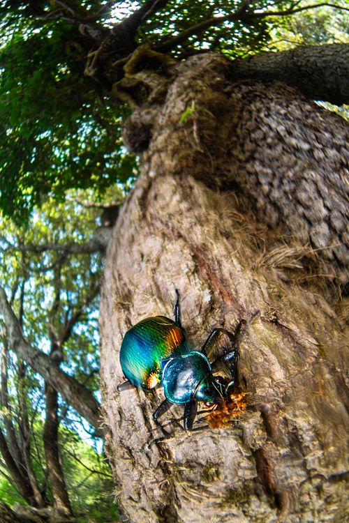 Calosoma sycophanta - European caterpillar hunter