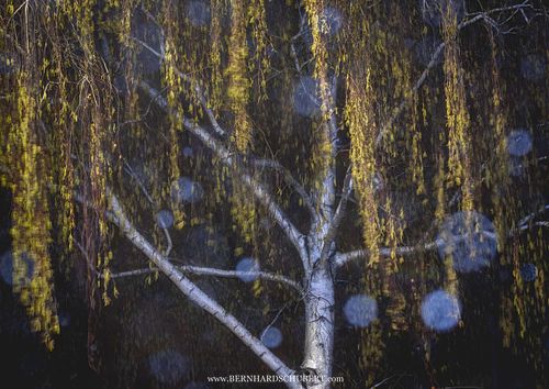 Betula pendula - Silver birch