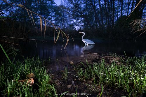 Ardea cinerea - Grey Heron