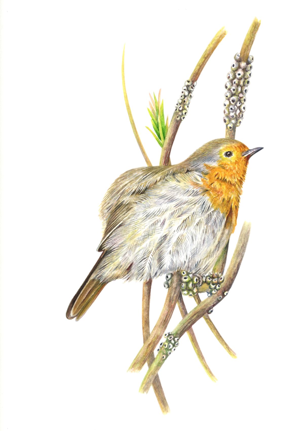 Robin Illustration