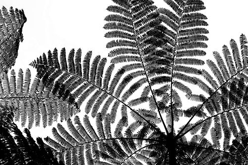 Cyatheaceae – Baumfarn