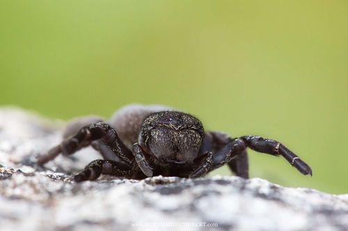 Eresus kollari - Ladybird spider female