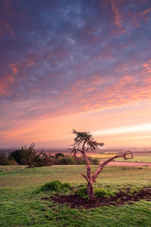 A Withered Tree in a Purple Sunrise