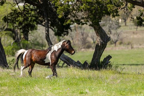A wide-angle landscape shot of a brown and white Paint Quarter Horse moving gracefully through a vibrant green field, framed by gnarled trees under a soft blue sky.