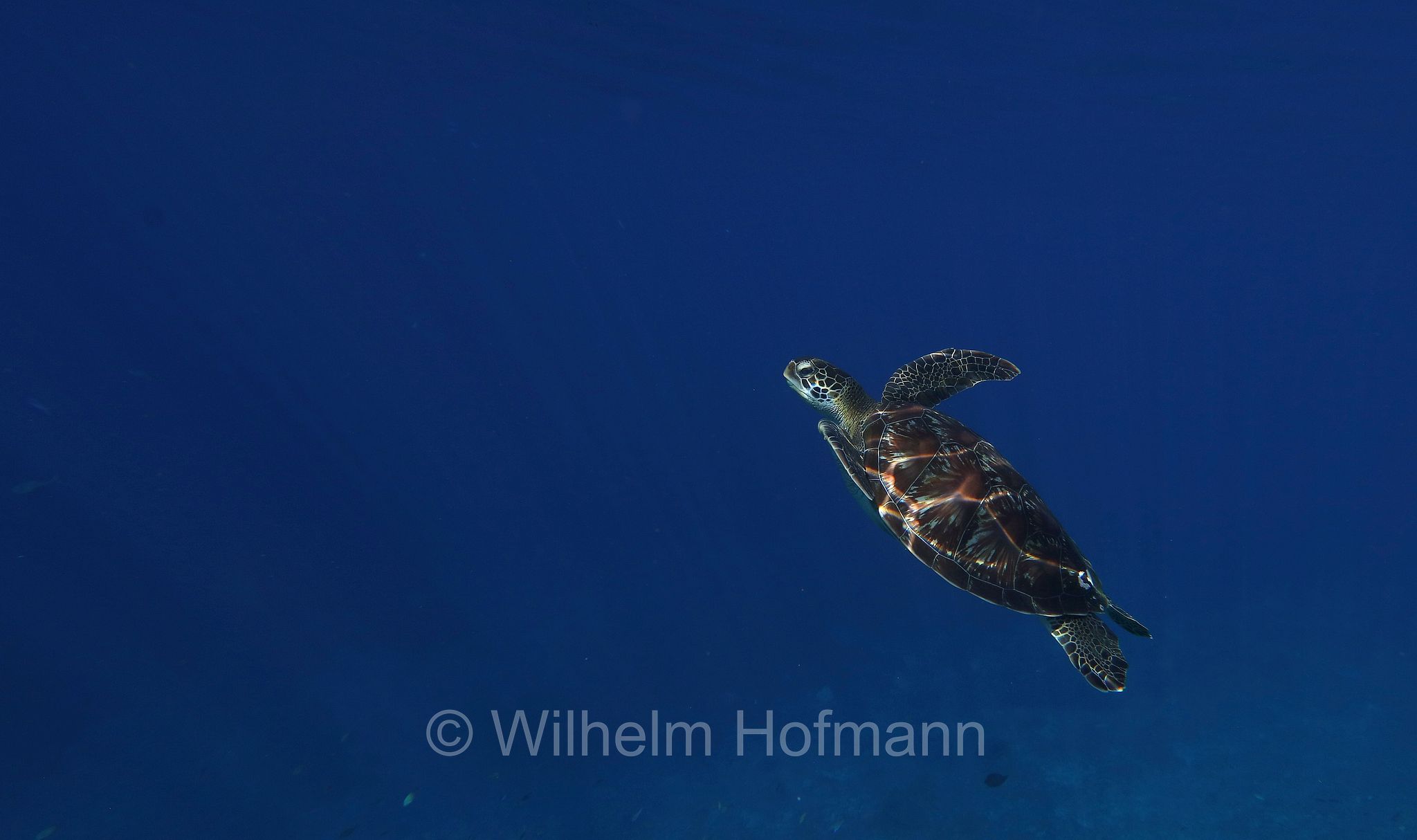 green sea turtle, green turtle, black sea turtle, Pacific green turtle, Grüne Meeresschildkröte, tartaruga verde, Chelonia mydas, Komodo Islands, Komodo, Lesser Sunda Islands, Kleine Sundainseln, Piccole Isole della Sonda, Nusa Tenggara Islands, Kepulauan Nusa Tenggara, Indonesia, Indonesien﻿, Mawan